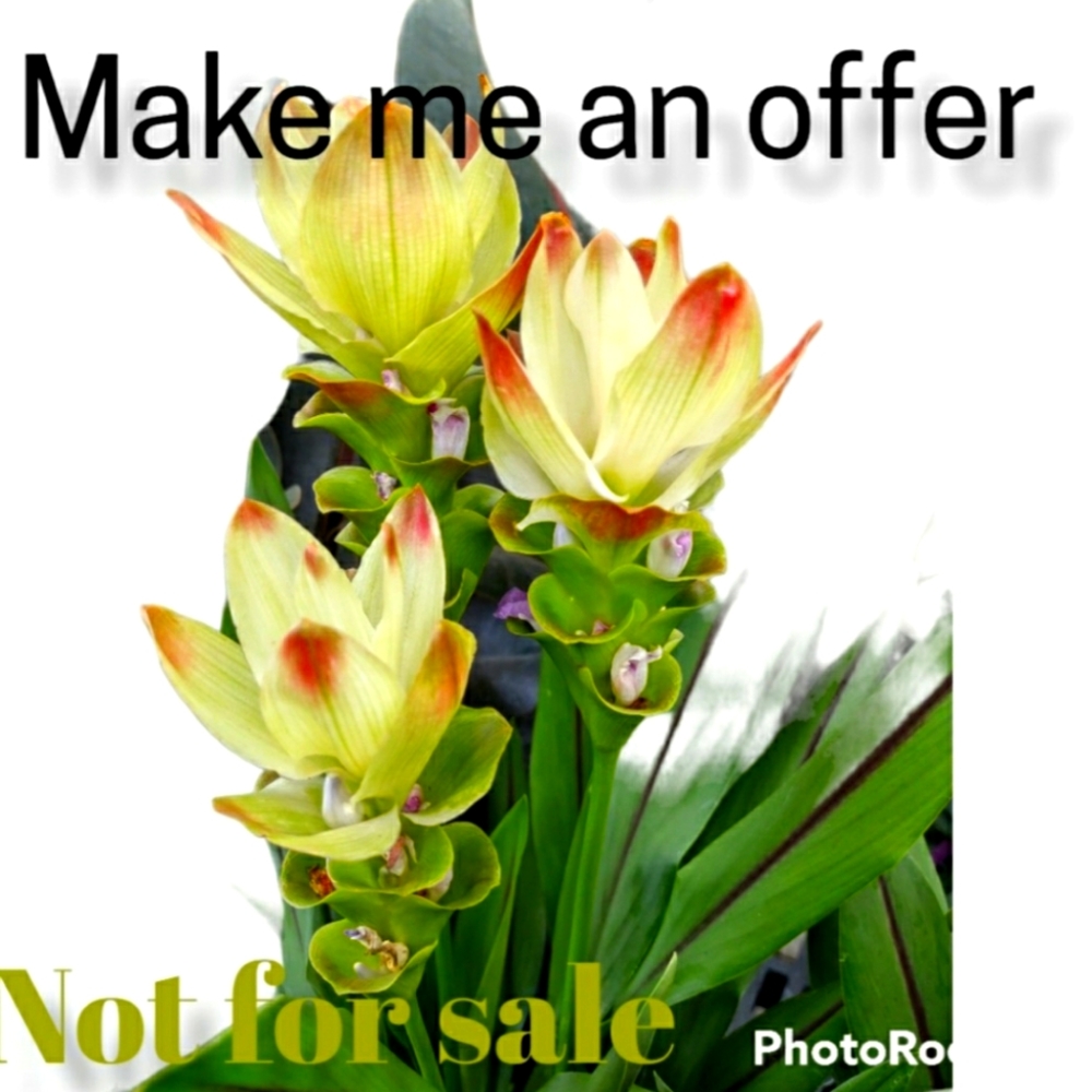 All reasonable offer accepted!